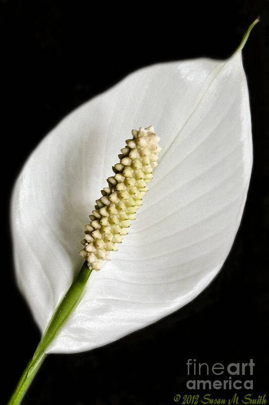 Flowers Art Print featuring the photograph Peaceful by Susan Smith