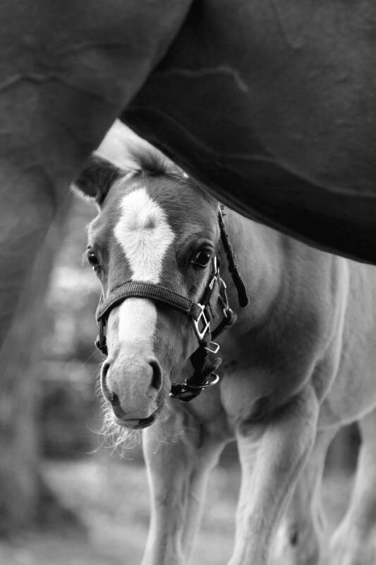 Horse Art Print featuring the photograph Peek'a Boo - Black and White by Angela Rath