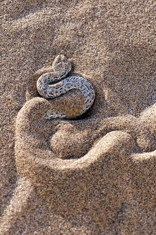 Bitis Peringueyi Art Print featuring the photograph Peringuey's Adder Burying Itself In Sand by Tony Camacho