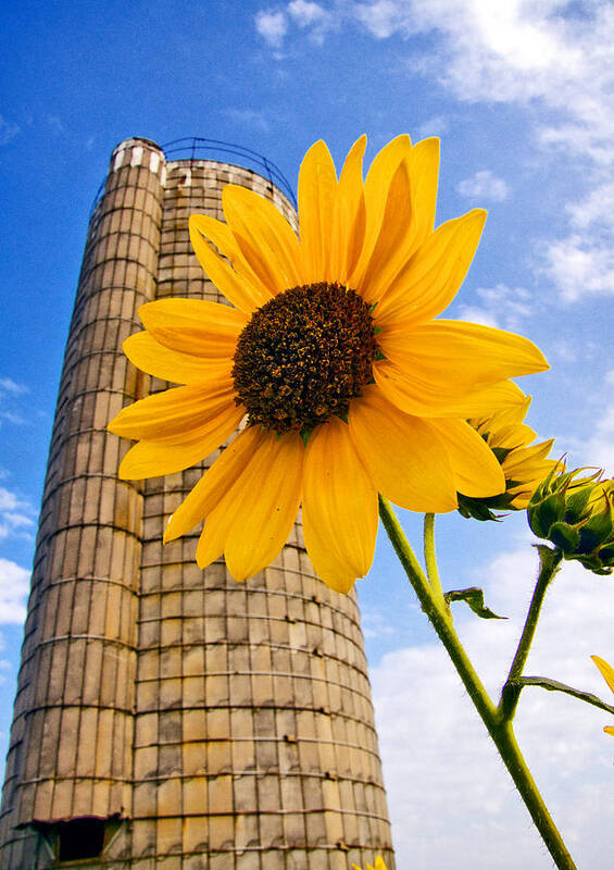 Grain Art Print featuring the photograph Perspective by Brian Duram
