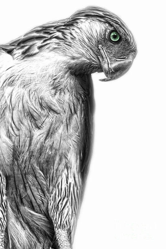 Yhun Suarez Art Print featuring the photograph Philippine Eagle by Yhun Suarez