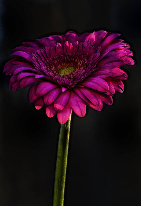 Daisy Art Print featuring the photograph Pink Gerber Press by Bill and Linda Tiepelman