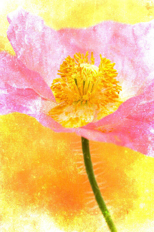 Poppy Art Print featuring the photograph Pink Poppy on Yellow by Carol Leigh