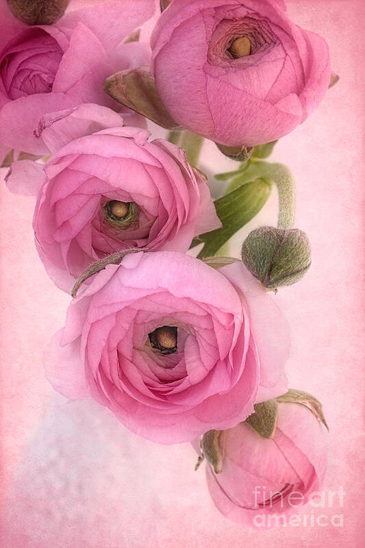 Ranunculus Art Print featuring the photograph Pink Ranunculus by Ann Garrett