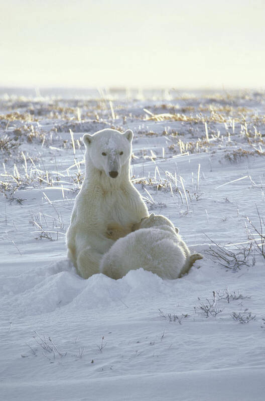 00125782 Art Print featuring the photograph Polar Bear Mother Nursing Cub Churchill by Flip Nicklin