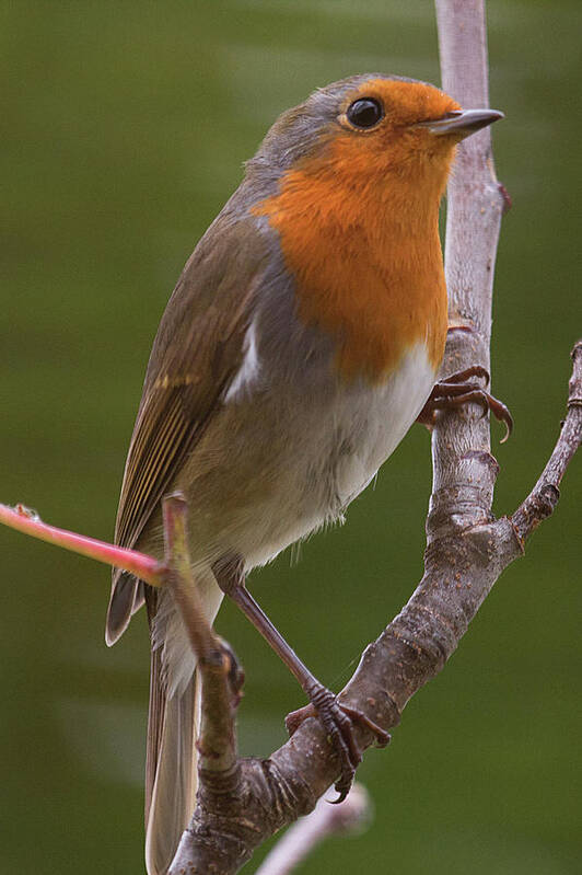 European Robin Art Print featuring the photograph Portrait of a Robin by Celine Pollard