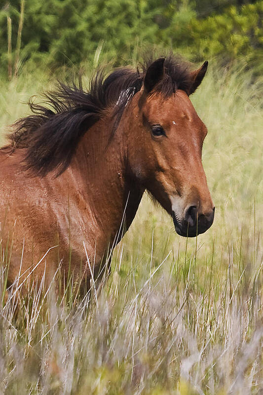 Wild Art Print featuring the photograph Portrait of a Spanish Mustang by Bob Decker