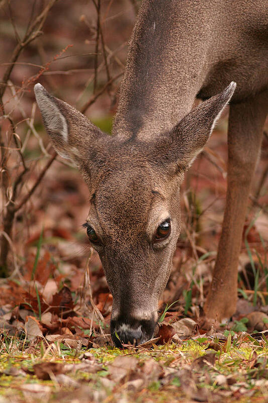 Odocoileus Virginanus Art Print featuring the photograph Portrait Of Browsing Deer Two by Daniel Reed