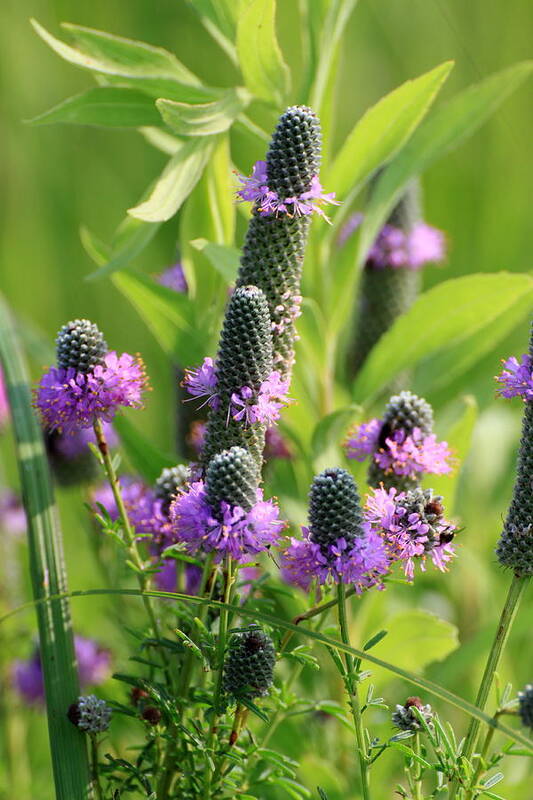 Prairie Flower Art Print featuring the photograph Prairie Clover by Rick Rauzi