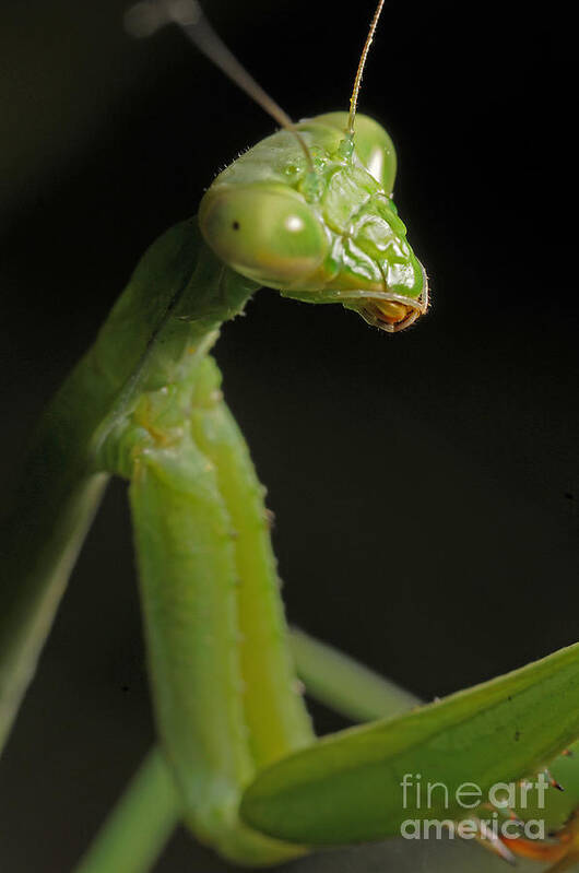 Praying Mantis Art Print featuring the photograph Praying Mantis by Art Whitton