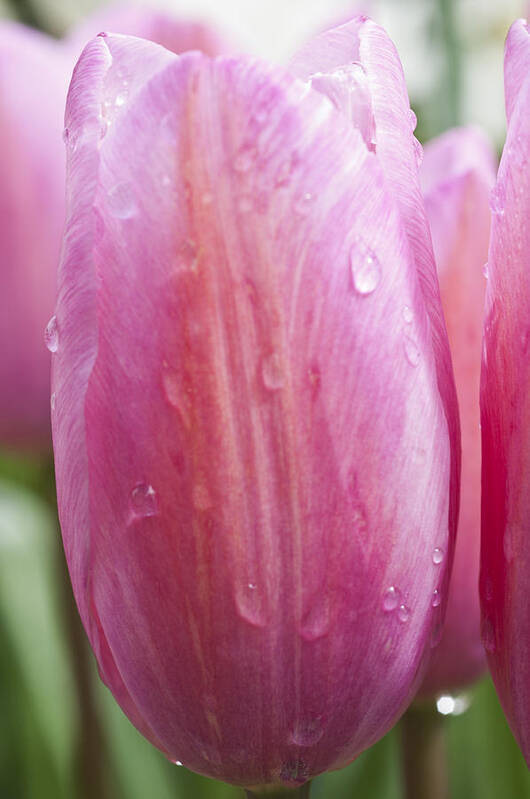 Pink Tulip Art Print featuring the photograph Pretty in Pink by Steve Purnell