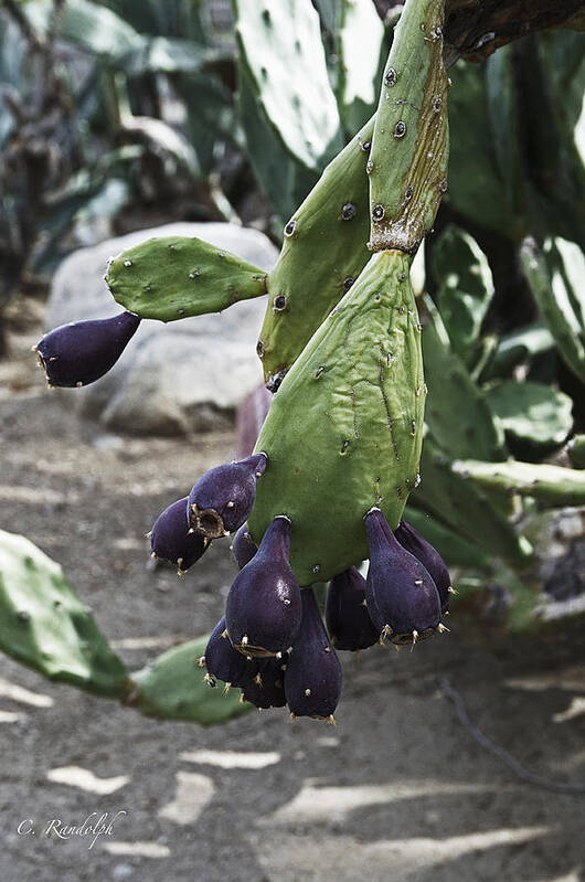 Purple Fruit Prickly Pear Art Print featuring the photograph Prickly Plums by Cheri Randolph