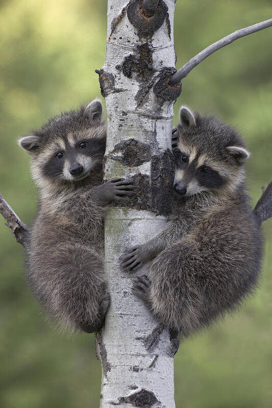 00176521 Art Print featuring the photograph Raccoon Two Babies Climbing Tree North by Tim Fitzharris