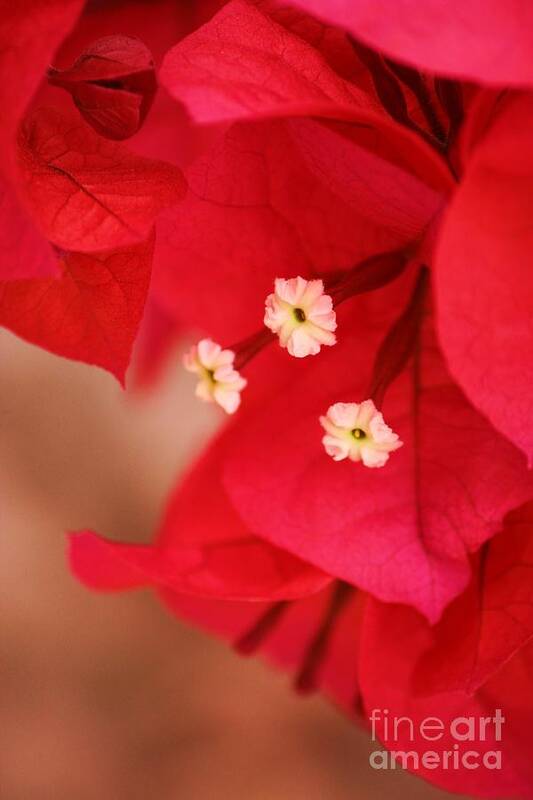 Bougenvilla Art Print featuring the photograph Radish Red by Julie Lueders 