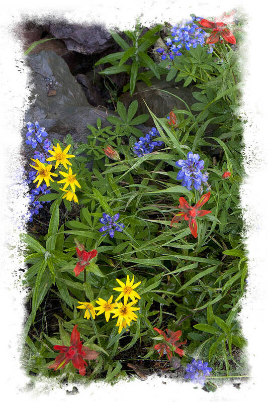 Flower Art Print featuring the photograph Rain Forest Bouquet by Judy Deist