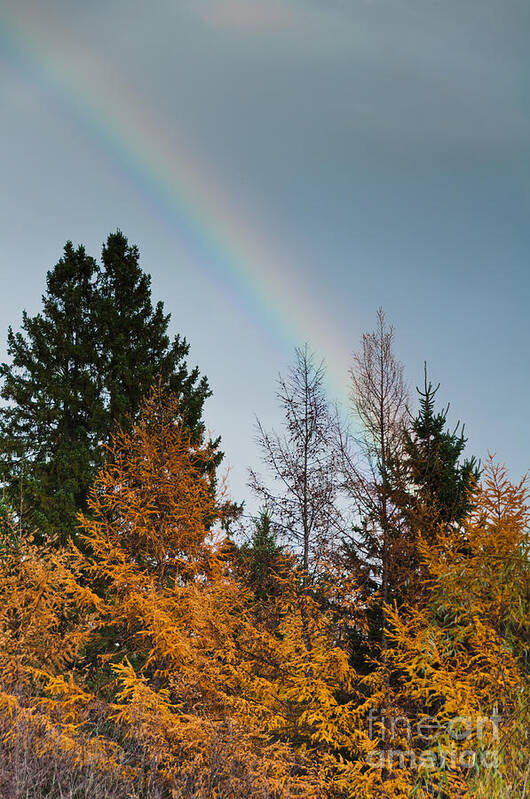 Rainbow Art Print featuring the photograph Rainbow Forest by Cheryl Baxter