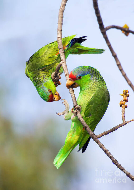 Red-crowned Amazon Art Print featuring the photograph Red-Crowned Amazon Pair by Anthony Mercieca and Photo Researchers
