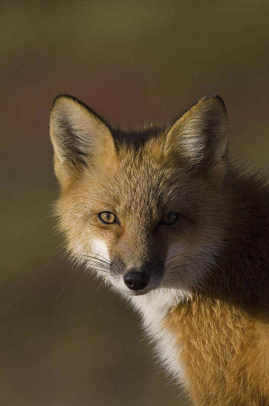 Mp Art Print featuring the photograph Red Fox Vulpes Vulpes Portrait, Alaska by Michael Quinton