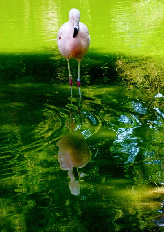 Flamingo Art Print featuring the photograph Reflection upon a Reflection by Amelia Racca