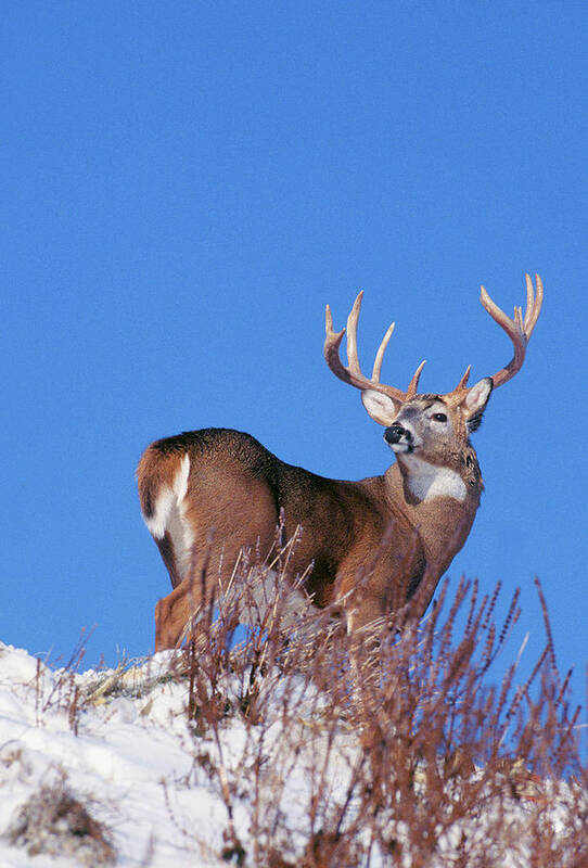 Whitetail Art Print featuring the photograph Ridgetop Whitetail Buck by D Robert Franz