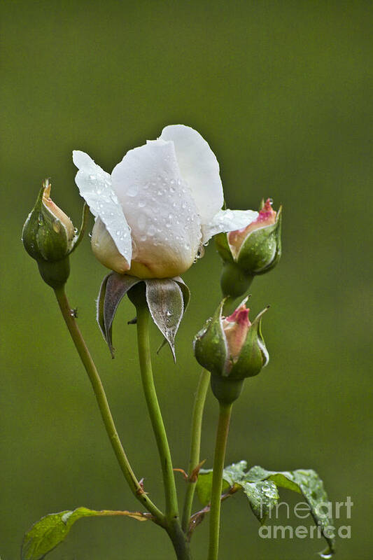 Rose Art Print featuring the photograph Rose Flower Series 6 by Heiko Koehrer-Wagner