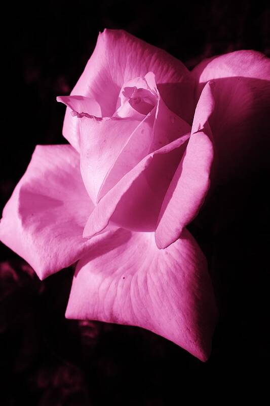 Flora Art Print featuring the photograph Rose in Magenta by Bruce Bley