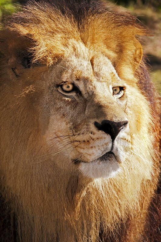 Lion Art Print featuring the photograph Sanctuary King by Donna Proctor