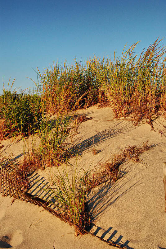 Jersey Shore Art Print featuring the photograph Sand Dune II - Jersey Shore by Angie Tirado