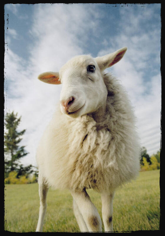 Light Art Print featuring the photograph Sheep Sheared With Poodle Cut by Darwin Wiggett