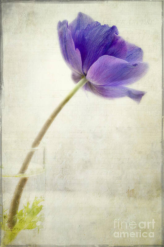 Still Life With Anemone And Added Textures. Art Print featuring the photograph Shy Anemone by Marion Galt