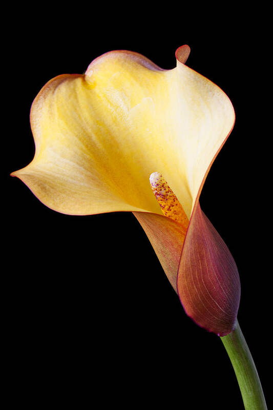 Calla Lily Art Print featuring the photograph Single calla liliy by Garry Gay