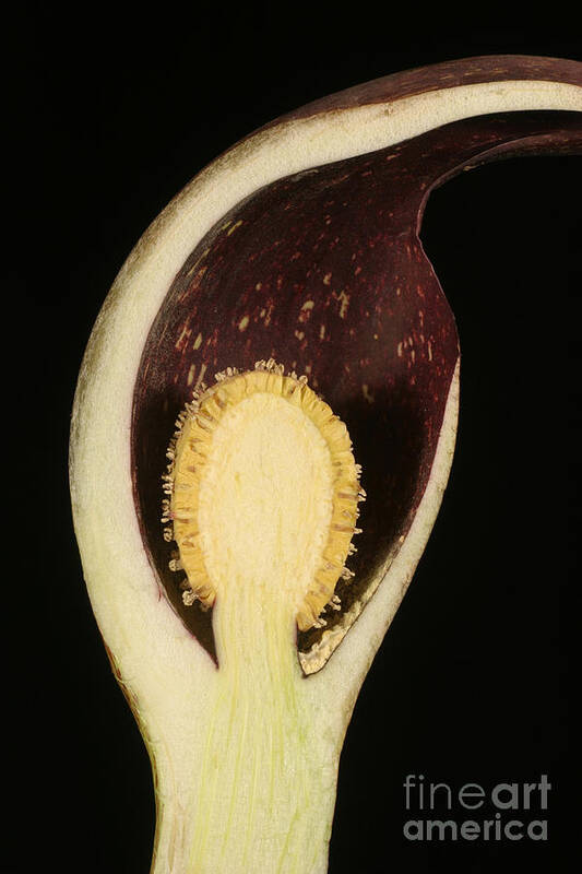 Plant Art Print featuring the photograph Skunk Cabbage Flower Cross-section by Ted Kinsman