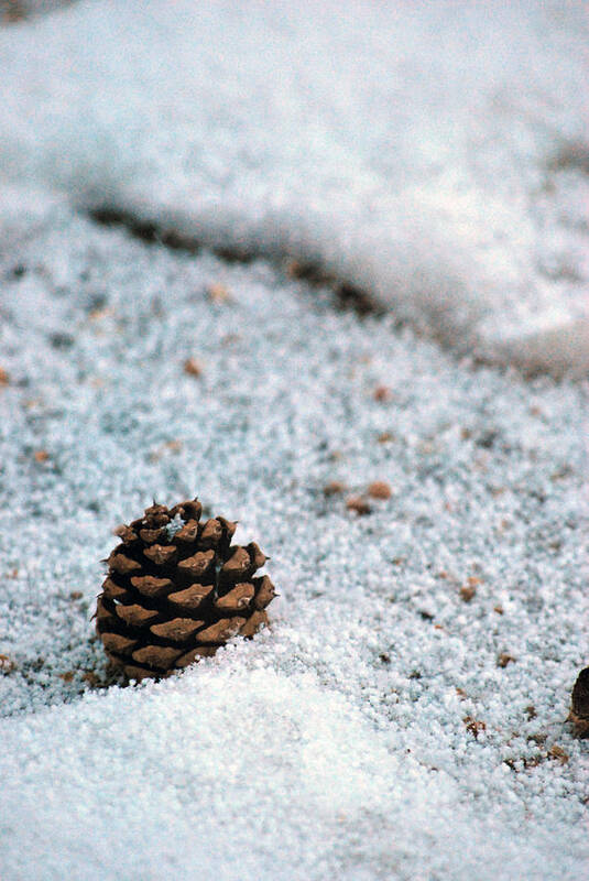 Pine Cone Art Print featuring the photograph Snow Cone by Amee Cave