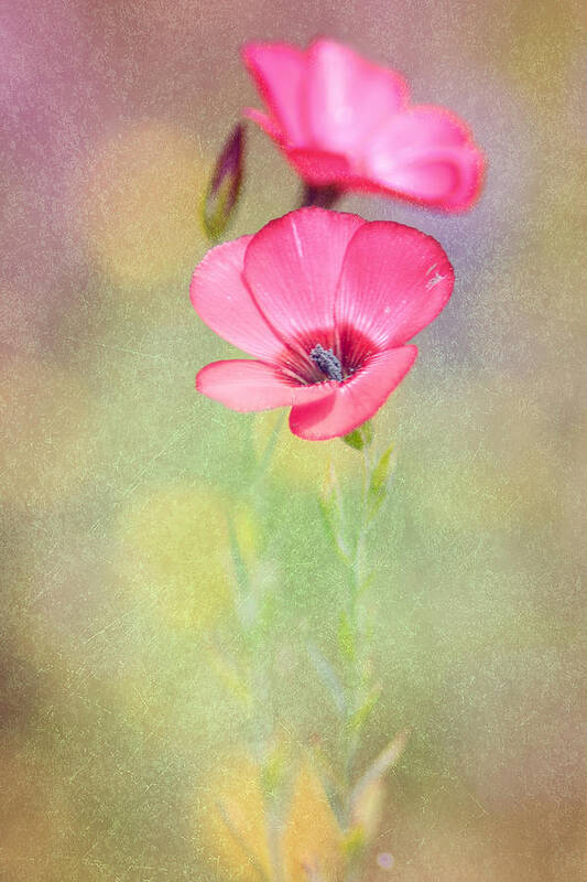 Wildflower Art Print featuring the photograph So Alive by Joel Olives