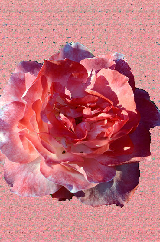 Pink Carnation Art Print featuring the photograph So Pretty In Pink.... by Tanya Tanski