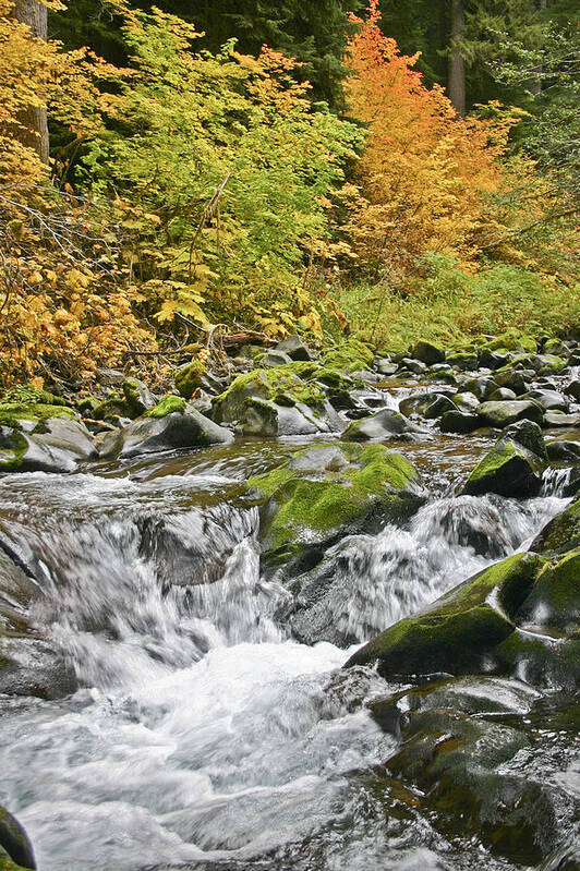 Sol Art Print featuring the photograph Sol Duc Fall by Joseph Bowman