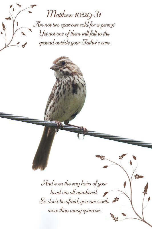 Sparrow Art Print featuring the photograph Sparrow by Lena Auxier