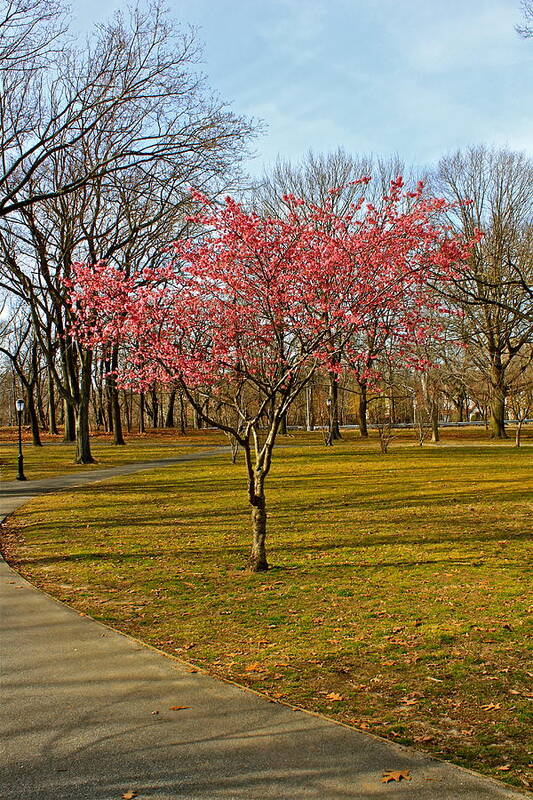 Spring Art Print featuring the photograph Spring Tree Blooms by Felix Zapata