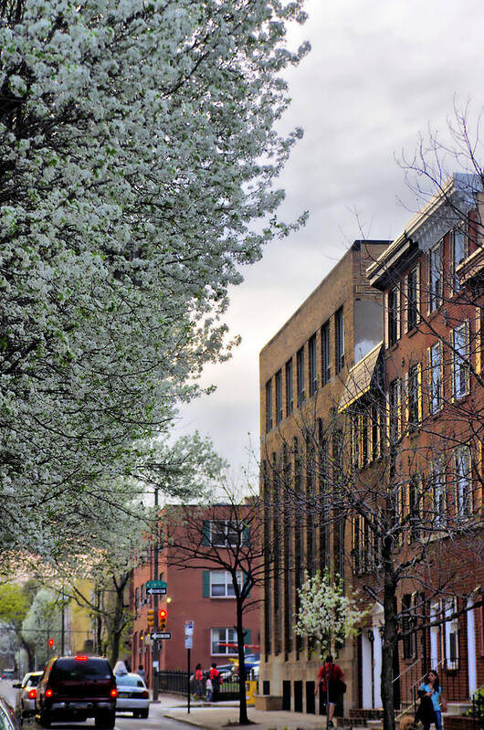 City Art Art Print featuring the photograph Springtime On Lombard St. by Thomas MacPherson Jr