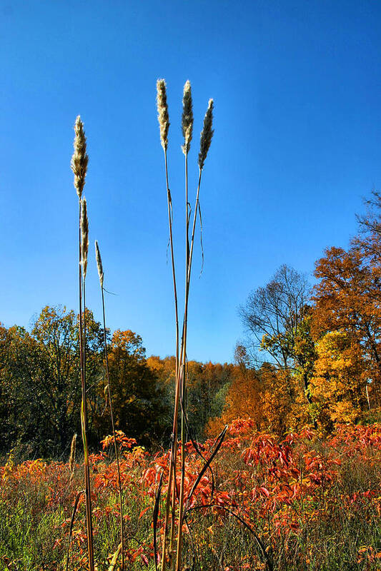 Autumn Art Print featuring the photograph Standing Tall by Kristin Elmquist