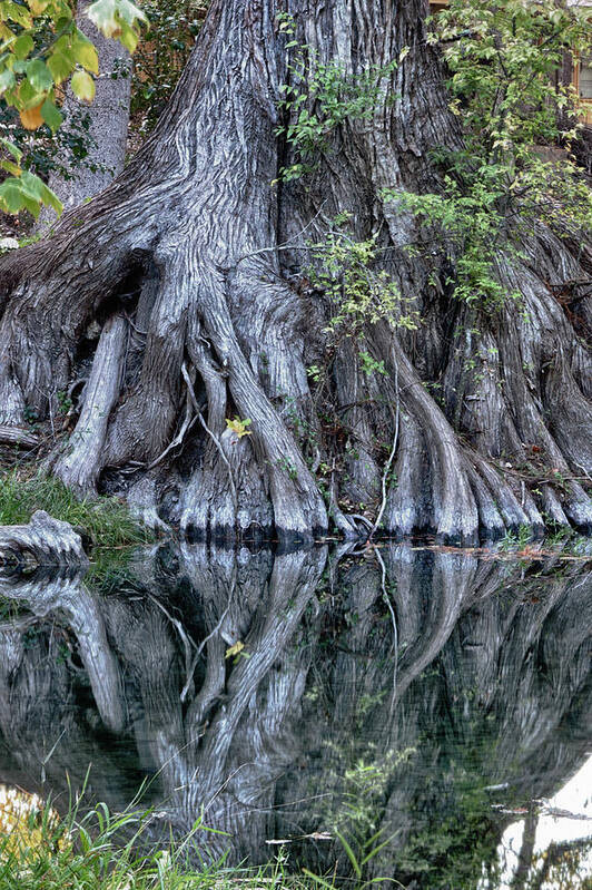 Wimberley Art Print featuring the photograph Still Morning at Cypress Creek by James Woody