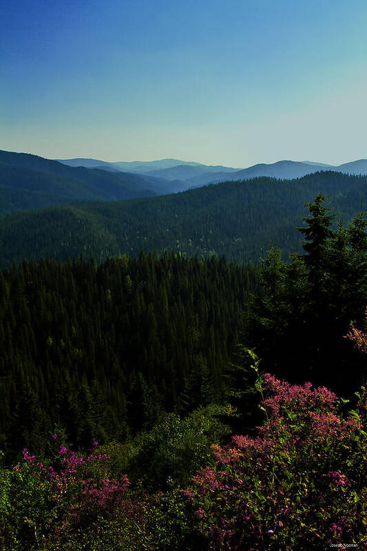 Wildflower Art Print featuring the photograph Summer in The Mountains by Joseph Noonan