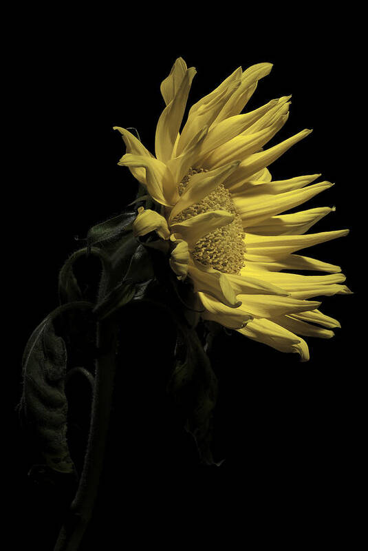 Flower Art Print featuring the photograph Sunflower by Nathaniel Kolby