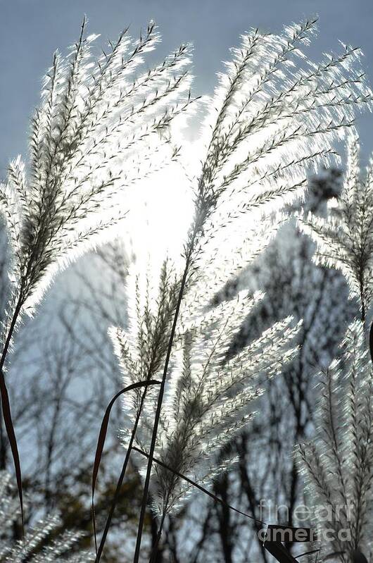 Autumn Art Print featuring the photograph Sunshine Ornamental by Cheryl Baxter