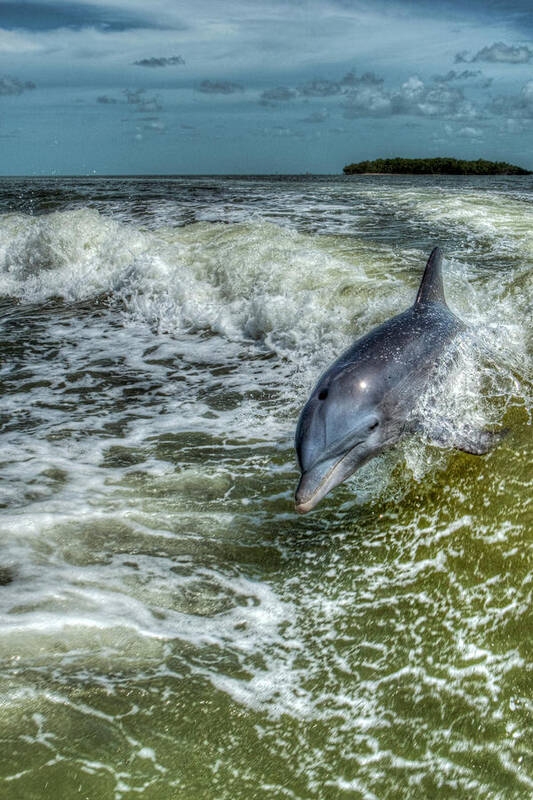 Dolphin Art Print featuring the photograph Surfing Dolphin by Nick Shirghio