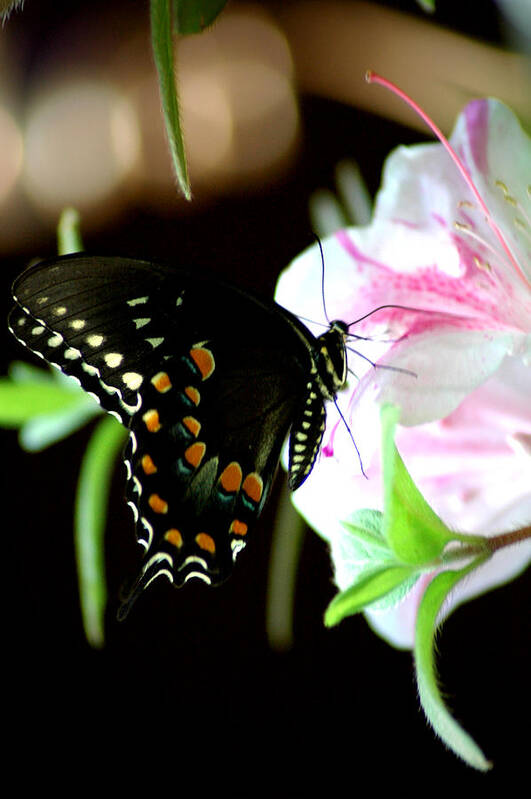 Swallowtail Art Print featuring the photograph Swallowtail by David Weeks