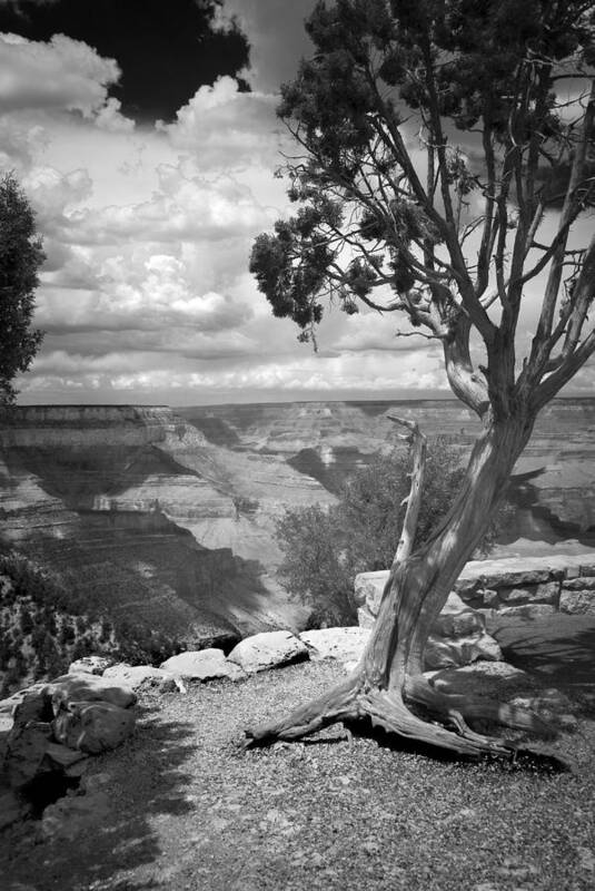 Grand Canyon Art Print featuring the photograph Tenacity Black and White by Cindy Rubin