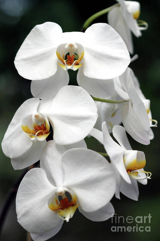 Orchids Art Print featuring the photograph The Beauty of Orchids by Ken Frischkorn