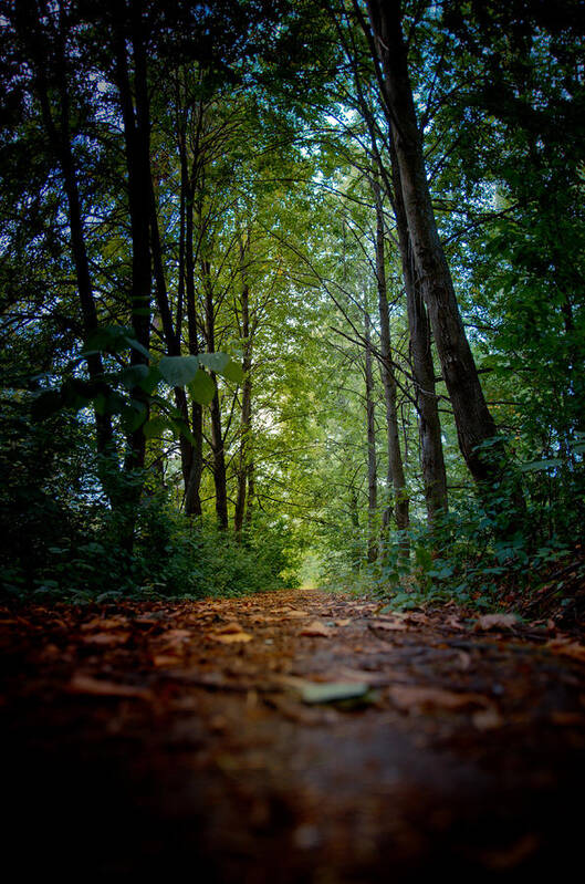 Alley Art Print featuring the photograph The pathway in the forest by Michael Goyberg