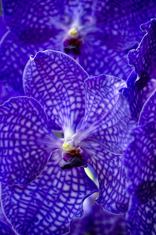 Purple And Blue Art Print featuring the photograph This is our World No. 13 - Purple and Blue Orchids by Paul W Sharpe Aka Wizard of Wonders